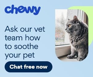 CWAV ASK TEAM HOW TO SOOTHE CAT ANXIETY
